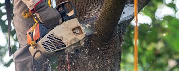 Professional Tree Services in Millsboro, DE