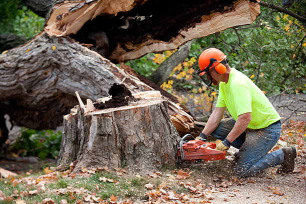  Millsboro, DE Tree Services Pros