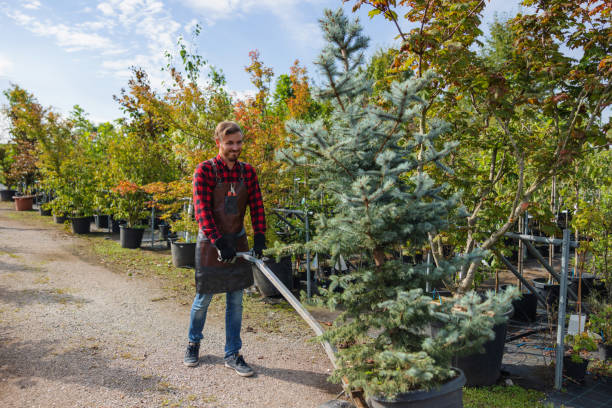 How Our Tree Care Process Works  in Millsboro, DE